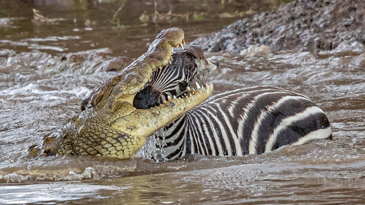 Saltwater alligator, the ultimate predator